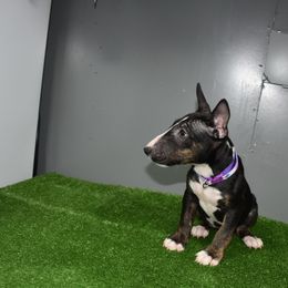Purple Collar Female - Black and brindle female Miniature Bull Terrier puppy in Fontana, California from JLB Beagles & MBT