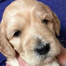 Goofy - Apricot Goldendoodle puppy in Salem, Oregon from Capital Doodles