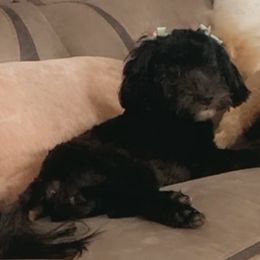 Maggie - Cockapoo