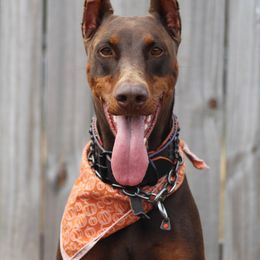 Magnolia - Doberman Pinscher