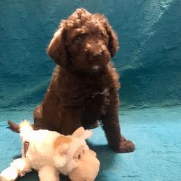 Goldendoodle and Labradoodle Puppies from Endless Pawsabilities Breeding and Training
