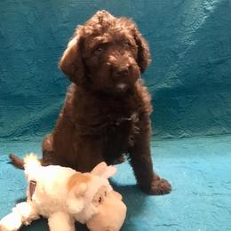 Goldendoodle and Labradoodle Puppies from Endless Pawsabilities Breeding and Training