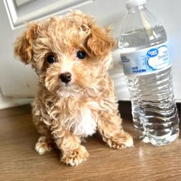 Desmond - Apricot male Poodle puppy in Hephzibah ( Richmond County ), Georgia from Healing Pawz LLC