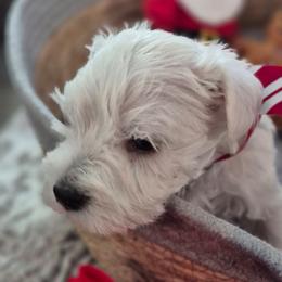 Frosty - White male Miniature Schnauzer puppy in Fountain City, Indiana from Bearded Dynasty Schnauzers