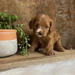 Cavapoo and Coton de Tulear Puppies from Big Gulch Puppies