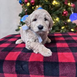 Ellie's Gray Collar Male - Cream male Goldendoodle puppy in Piedmont, South Carolina from The Farm at Saluda Ridge