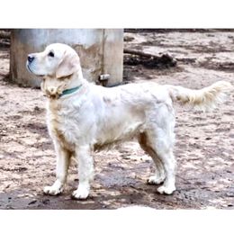 Zabu - Golden Retriever