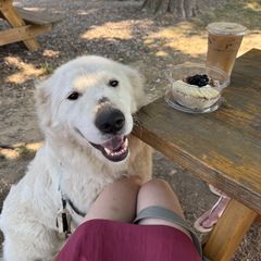 Lucy - White female Maremma Sheepdog puppy in Riverhead, New York from Sunny Shore Farms
