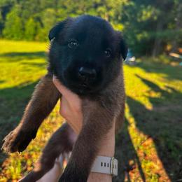 Black - Fawn male Belgian Malinois puppy in Westminster, South Carolina from Fromage Malinois