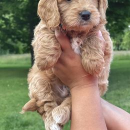 Bernedoodle and Goldendoodle Puppies from Lings Legacy Doodles