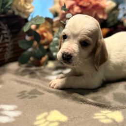Donna - Red and white female Basset Hound puppy in Powell, Tennessee from KP Pugs & Boston Terriers