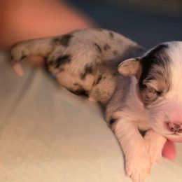 Kenai (kee-nye) - Blue merle female Australian Shepherd puppy in Solon, Maine from Mountain Range Australian Shepherds