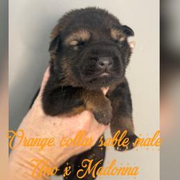 Orange Collar - Sable male German Shepherd puppy in Canterbury, Connecticut from Nachtwaechter German Shepherds, LLC