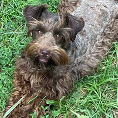 Miniature Schnauzers from Patriot Paws