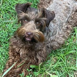 Miniature Schnauzers from Patriot Paws