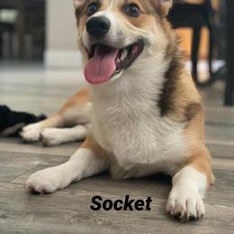American Corgi All Grown Up from Tori’s Sassy Corgis
