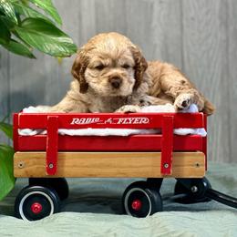Zion - Buff male Cocker Spaniel puppy in Salt Lake City, Utah from Sego Lily Cockers
