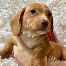 Dachshund and Miniature Schnauzer Puppies from The Bossy Doxie Farm