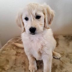 Goldendoodle Puppies from Bear Lake Bearded Retrievers