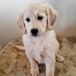 Goldendoodle Puppies from Bear Lake Bearded Retrievers
