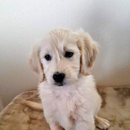 Goldendoodle Puppies from Bear Lake Bearded Retrievers