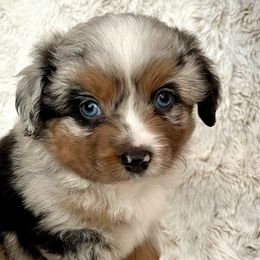 Toy Australian Shepherds and Yorkshire Terriers from Maze Farms