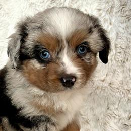 Toy Australian Shepherds and Yorkshire Terriers from Maze Farms