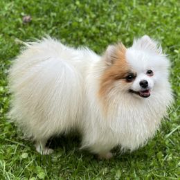Halo - Pomeranian