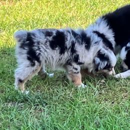Willow - Blue merle female Australian Shepherd puppy in Douglas, Georgia from Big Mama’s Beauties