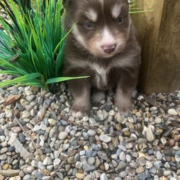 Hannah - Chocolate Pomsky puppy in Michigan from Our Pomsky Yard