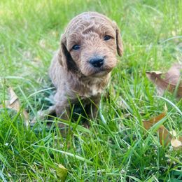 Cavapoo Puppies from Jorden’s Cavapoo’s
