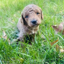 Cavapoo Puppies from Jorden’s Cavapoo’s
