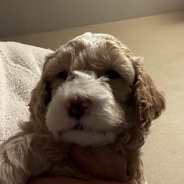 Labradoodles from Napa Valley Labradoodles
