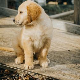 Golden Retriever Puppies from Heartland Goldens