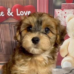 Champ - Red sable male Havanese puppy in Clermont, Florida from Country Sweet Havanese and Creative Coaching
