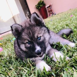 Siberian Husky Puppies from Nykah Siberians