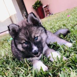 Siberian Husky Puppies from Nykah Siberians