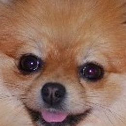 Labrador Retrievers and Pomeranians from Pomadors