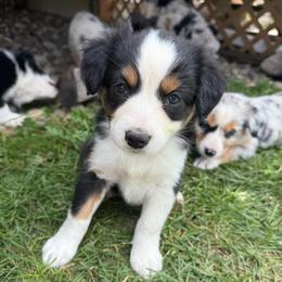 Sadie - Black tri female Miniature Australian Shepherd puppy in Marion, Michigan from Highland Hills Mini Aussies