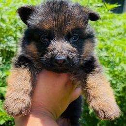 Enzo - Black and red male German Shepherd puppy in Youngsville, North Carolina from Di casa Esperanza