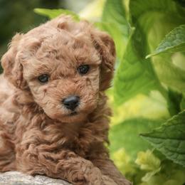 Octavia - Red  female Poodle puppy in Nappanee, Indiana from Perfect Match Poodles