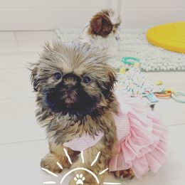 Shih Tzu Puppies from Arizona Sunrise Shih Tzus