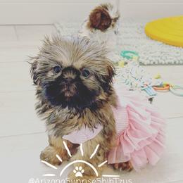 Shih Tzu Puppies from Arizona Sunrise Shih Tzus