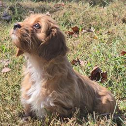 Tanna - Apricot female Cavapoo puppy in Lebanon, Kentucky from Mosaic Merle Doodles