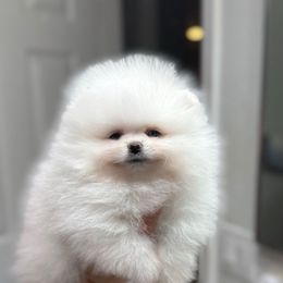 Boy 2 - White male Pomeranian puppy in Glendale, Arizona from Sun Flower Pom