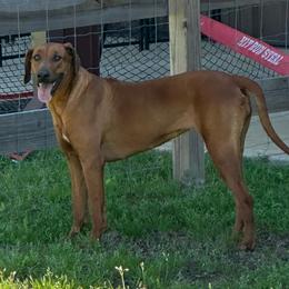 Willow - Rhodesian Ridgeback