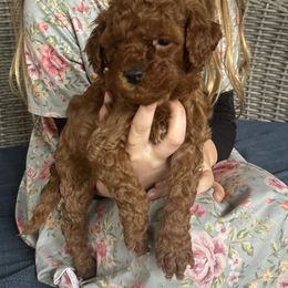 Goldendoodle Puppies from Providence Ranches