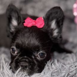 French Bulldogs and Poodles from Silks Frenchies & Poodles