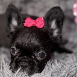 French Bulldogs and Poodles from Silks Frenchies & Poodles
