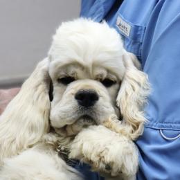 Cocker Spaniel puppies from J and S Cocker Spaniels